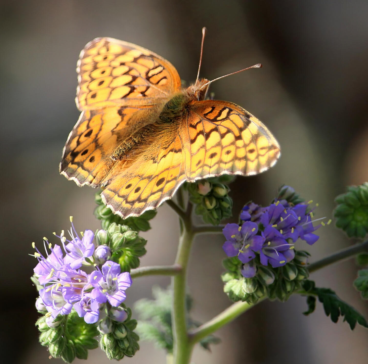 Nature is abundant at the Park